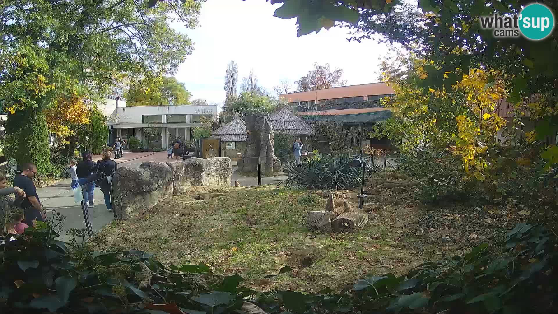 Zoo Zagreb – Merkat