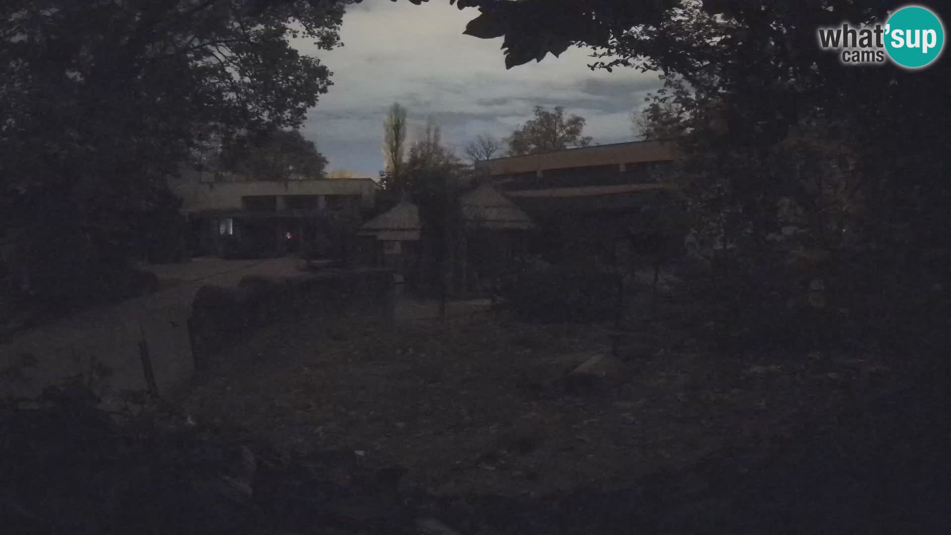 Zoo Zagreb – Suricate