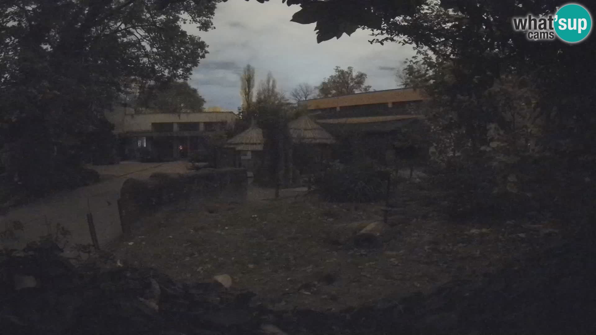 Zoo Zagreb – Merkat