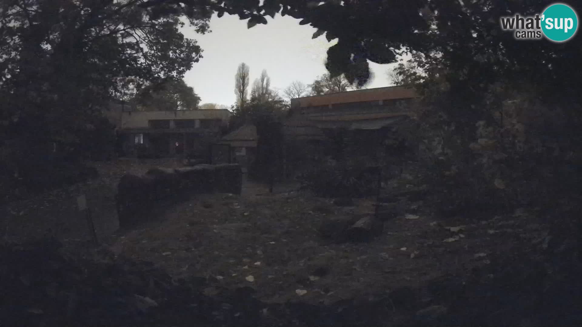 Zoo Zagreb – Suricate