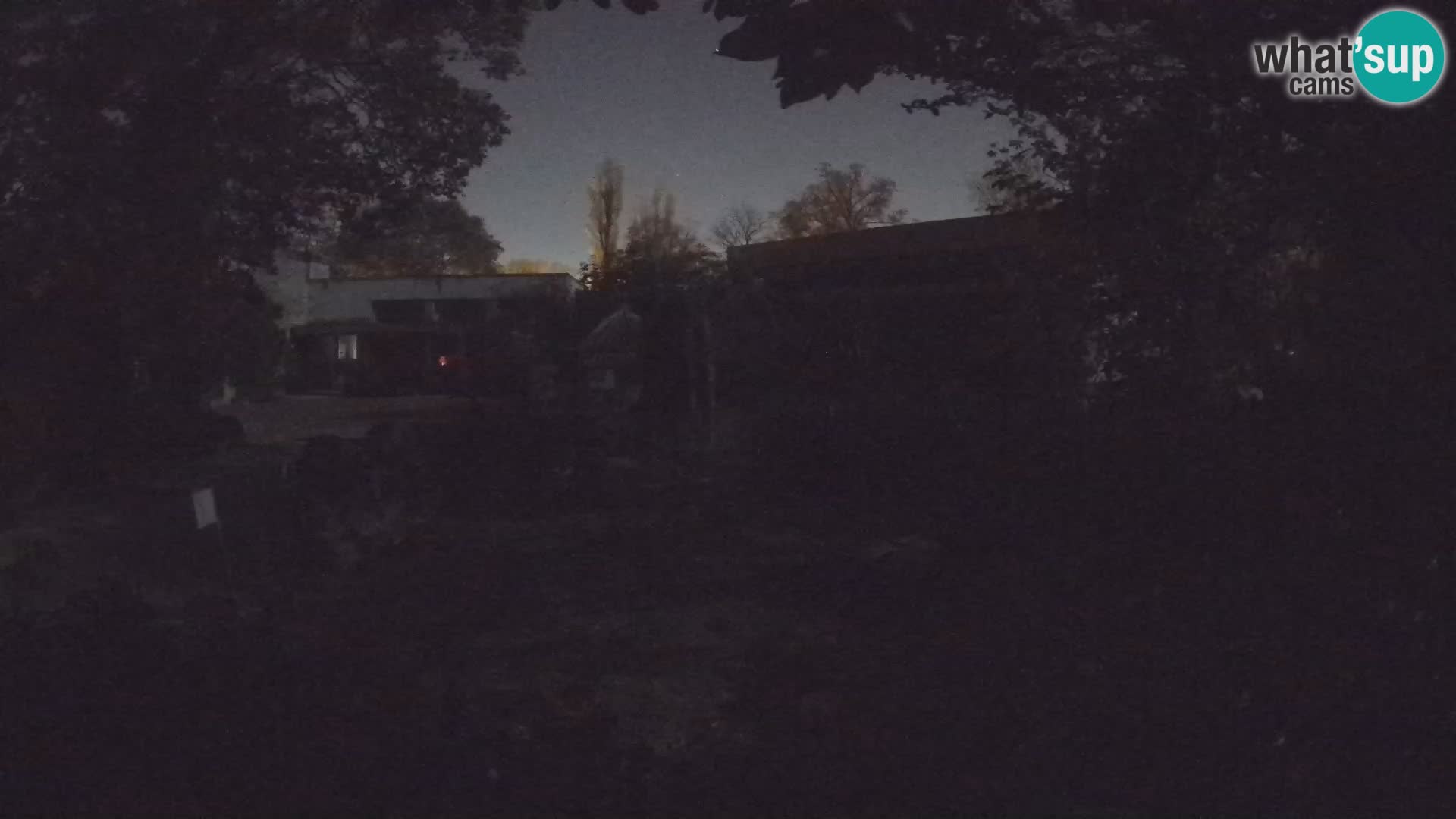 Zoo Zagreb – Suricata