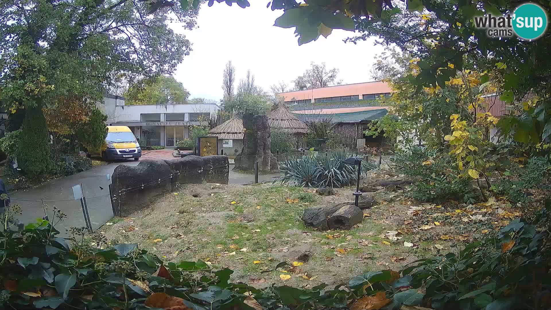 Zoo Zagreb – Suricate