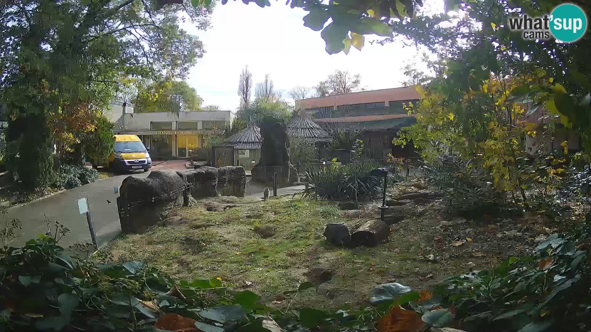 Zoo Zagreb – Suricate