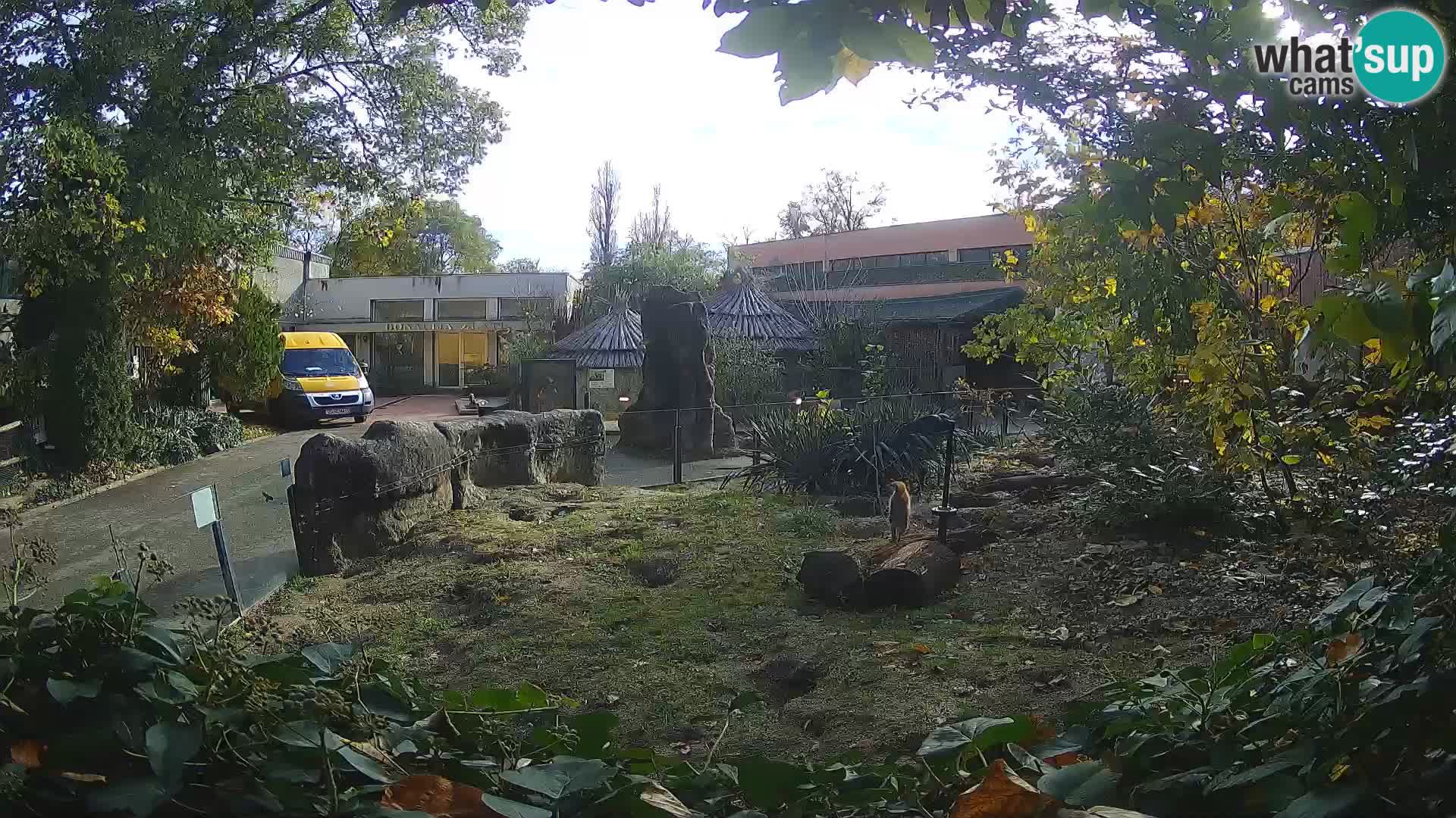 Zoo Zagreb – Merkat