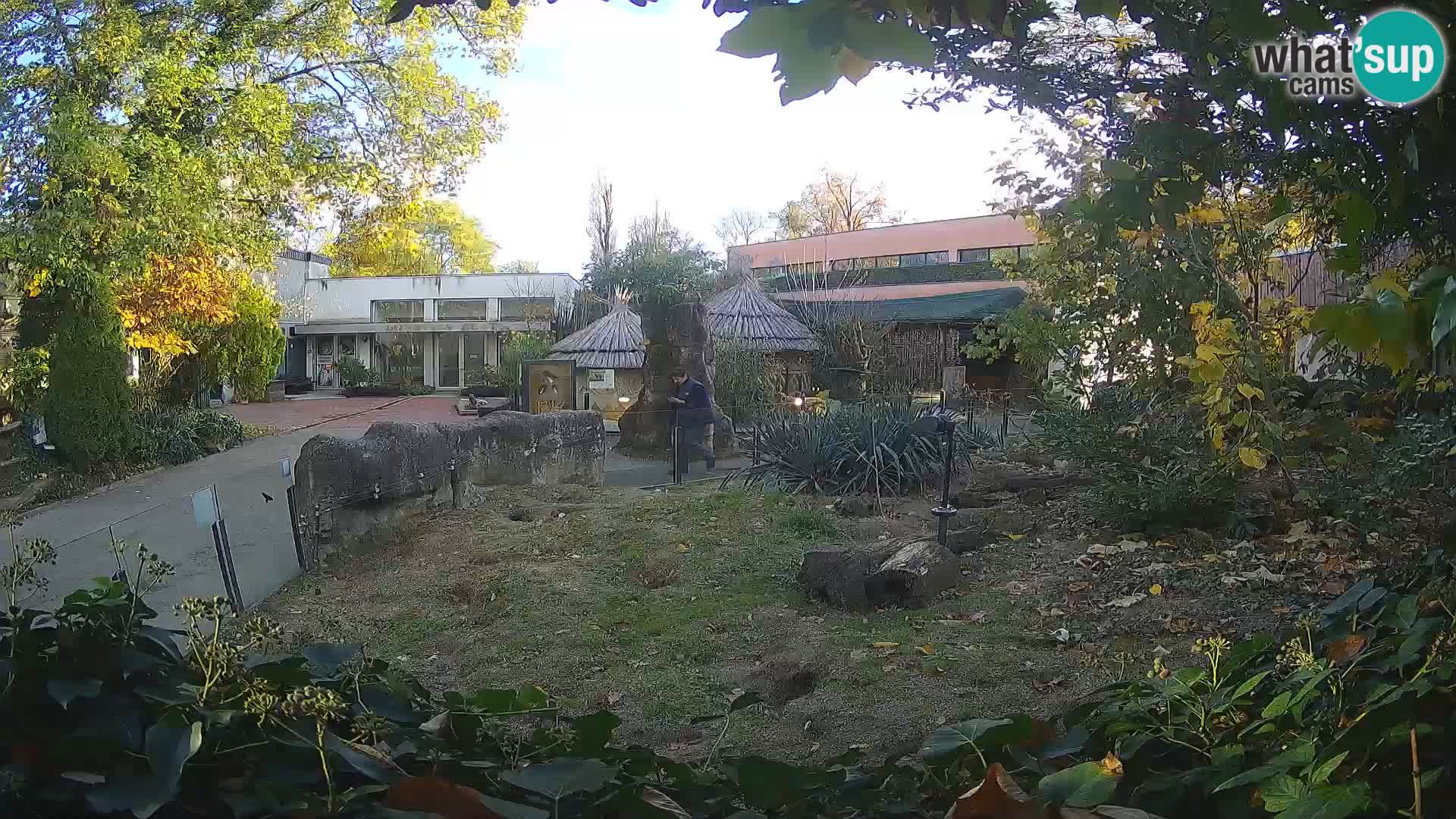 Zoo Zagreb – Suricata