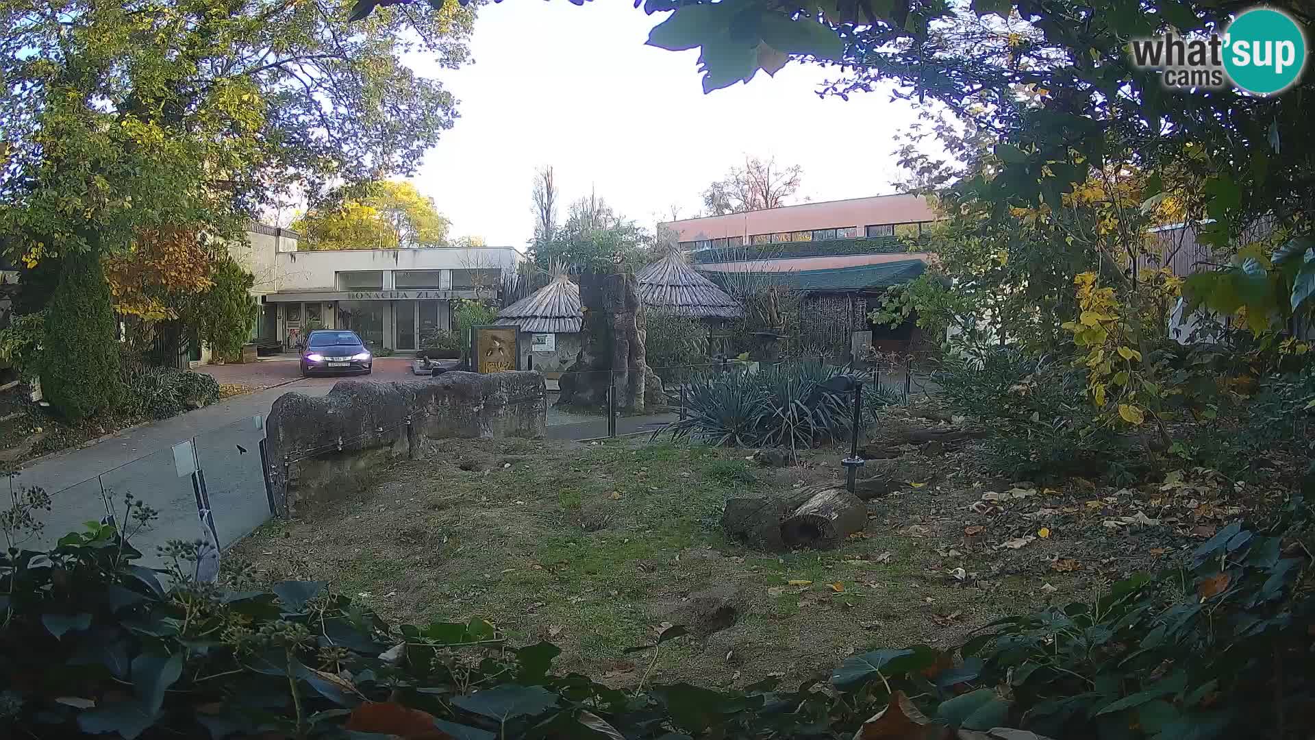 Zoo Zagreb – Suricata