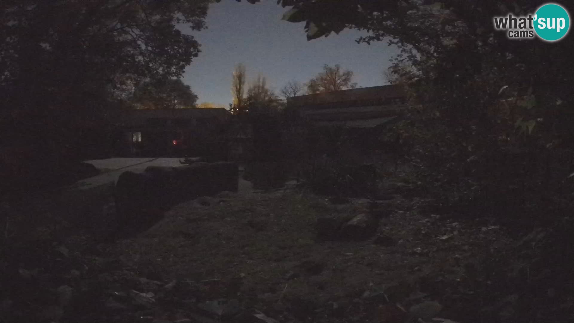 Zoo Zagreb – Suricata