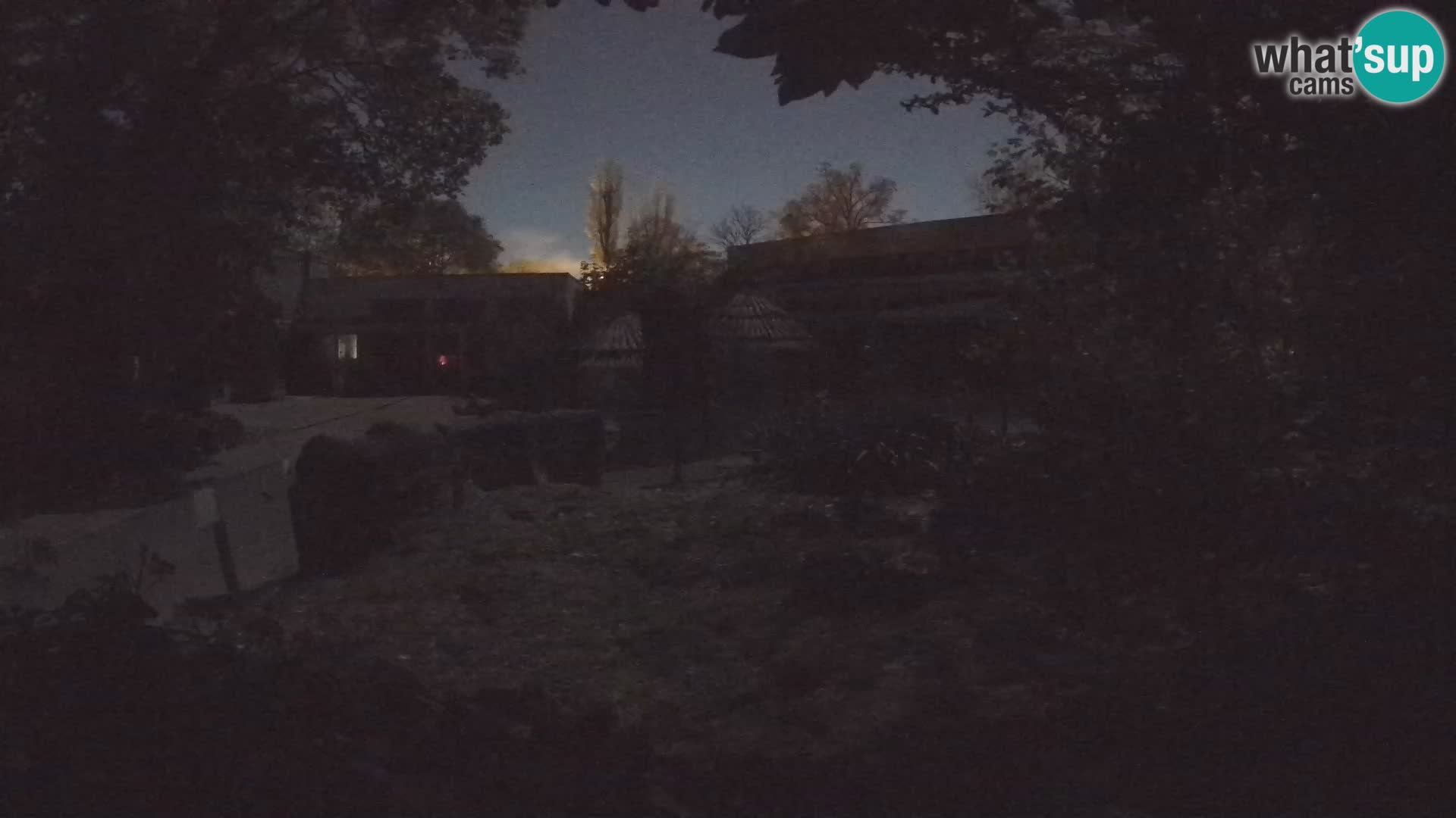 Zoo Zagreb – Suricata