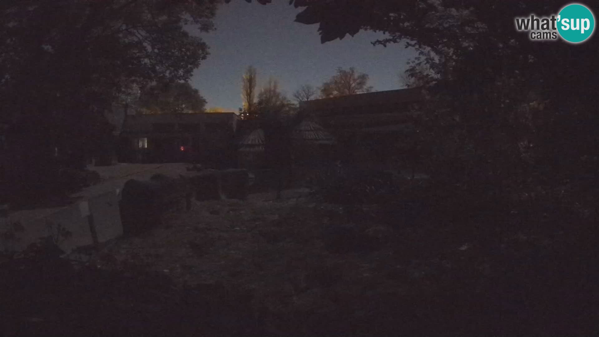 Zoo Zagreb – Suricata