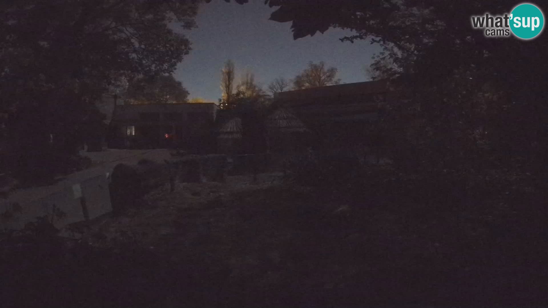 Zoo Zagreb – Suricata