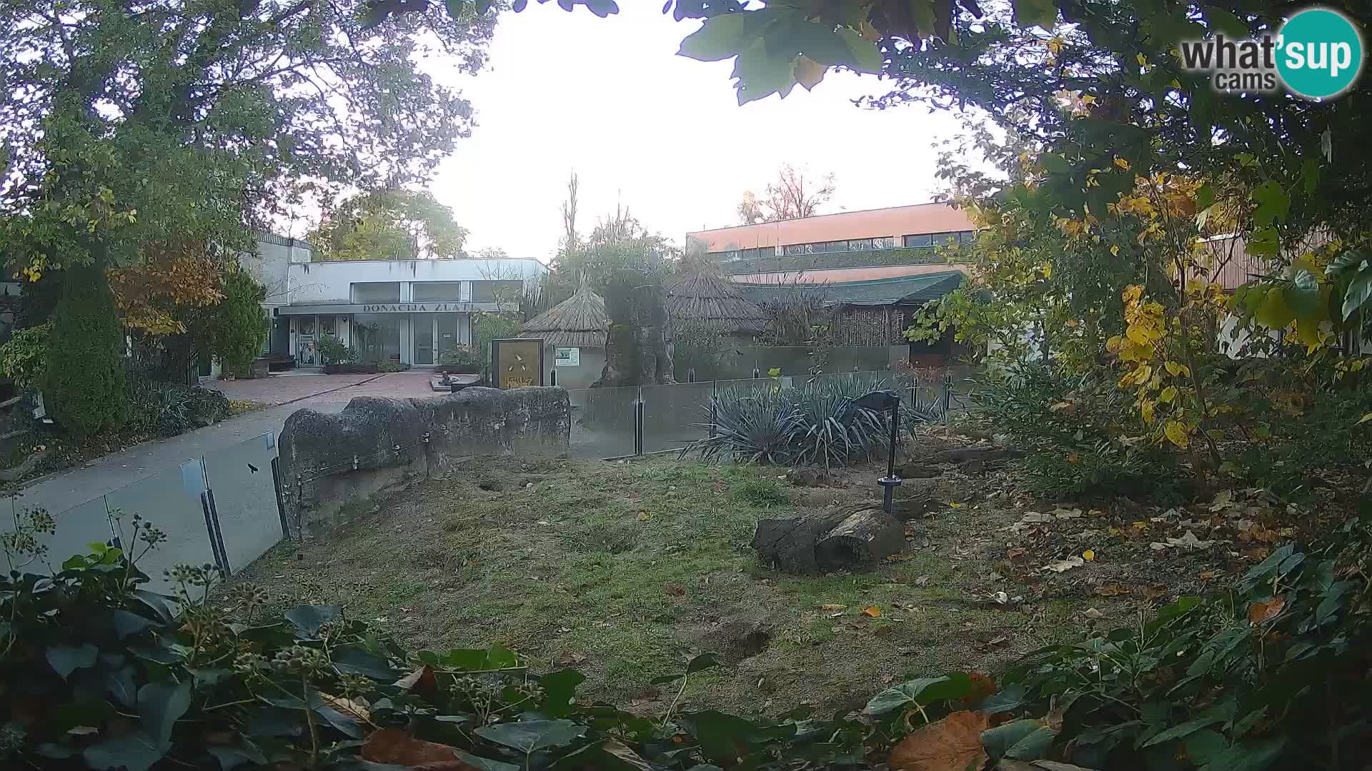 Zoo Zagreb – Suricata