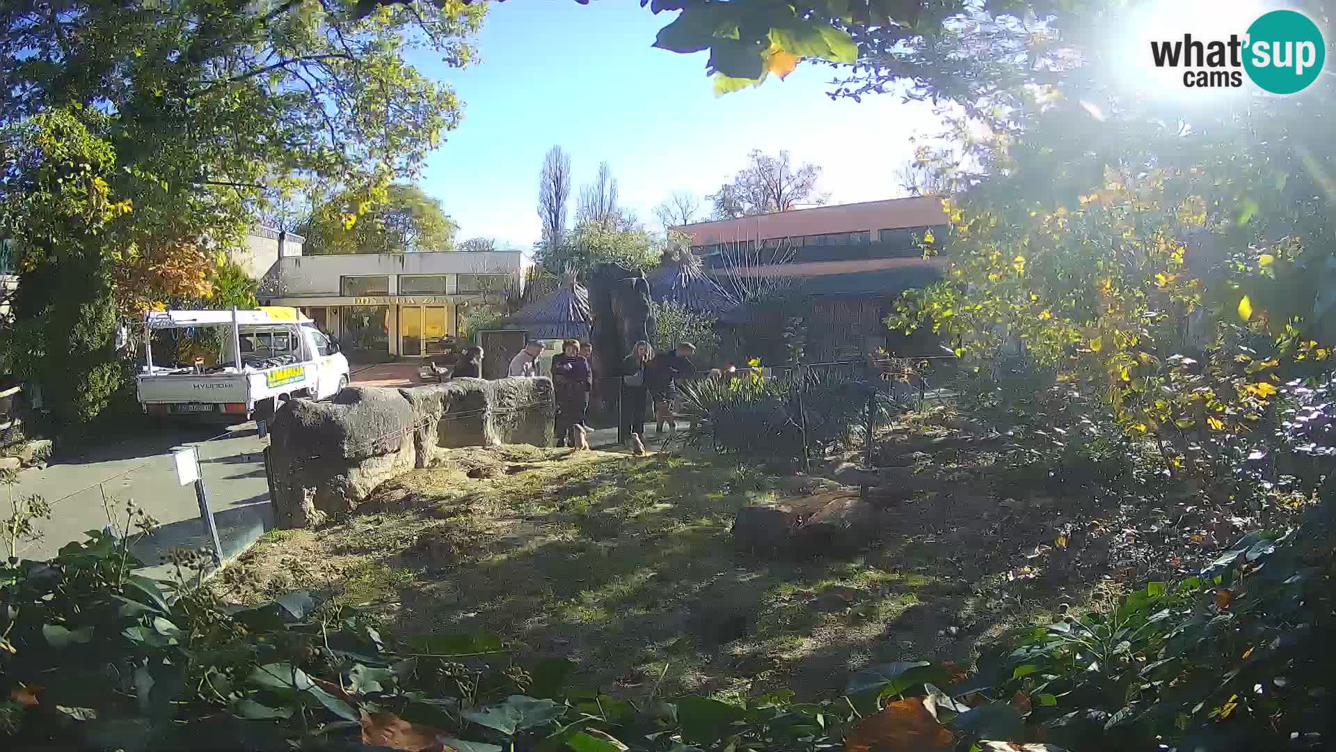 Zoo Zagreb – Suricata