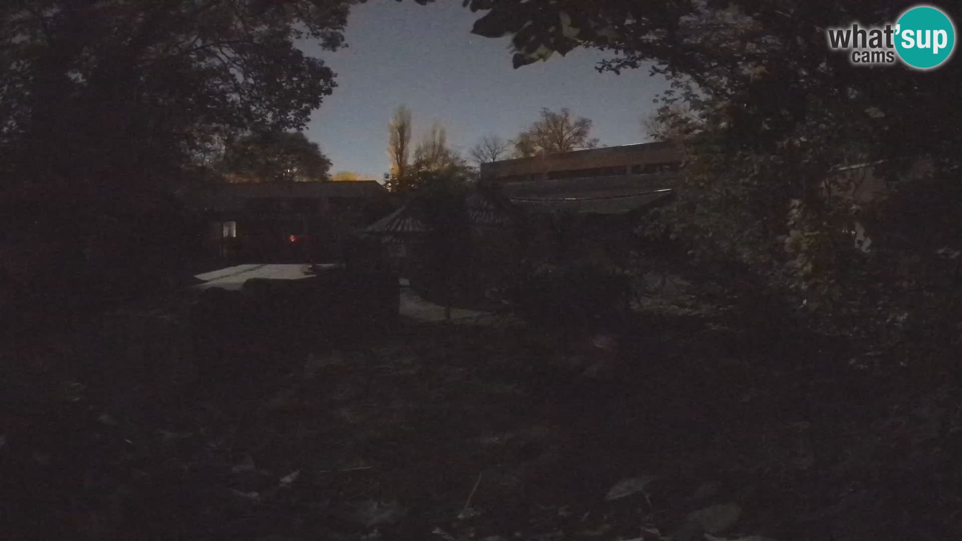 Zoo Zagreb – Suricata