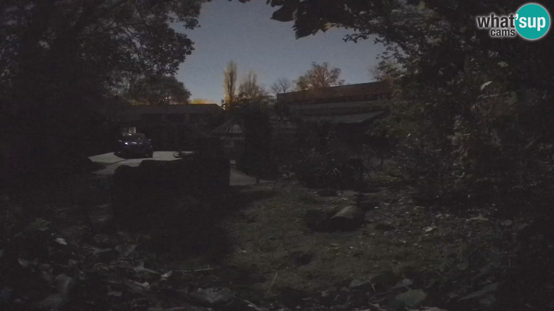 Zoo Zagreb – Suricata