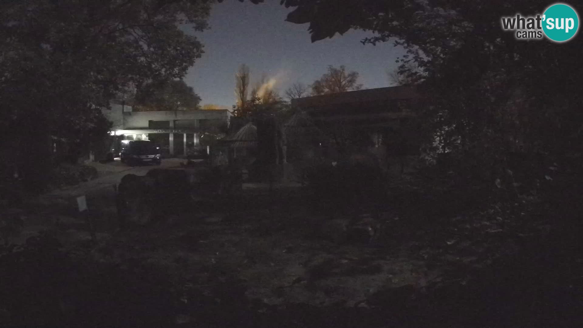 Zoo Zagreb – Suricate