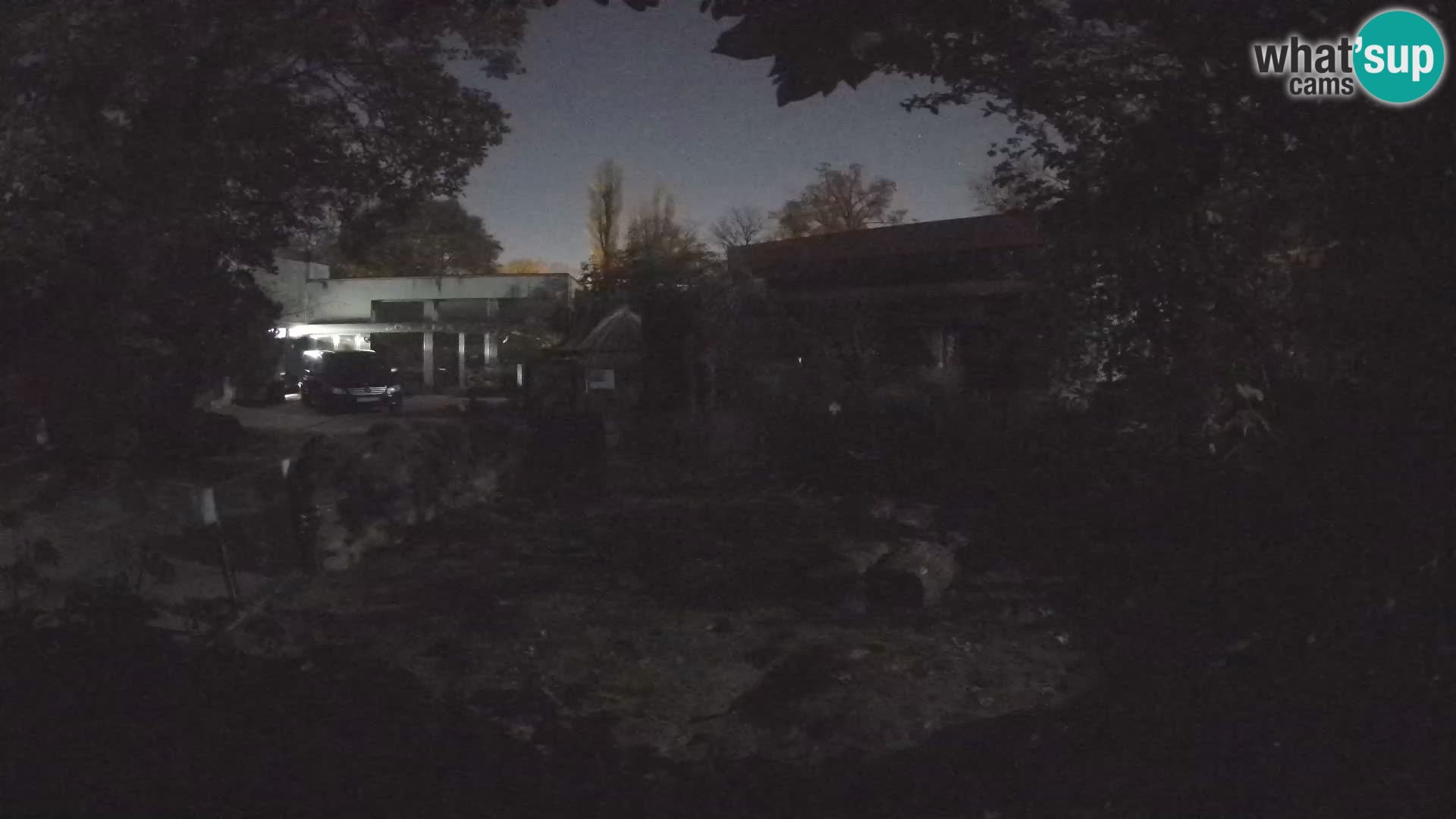 Zoo Zagreb – Suricata