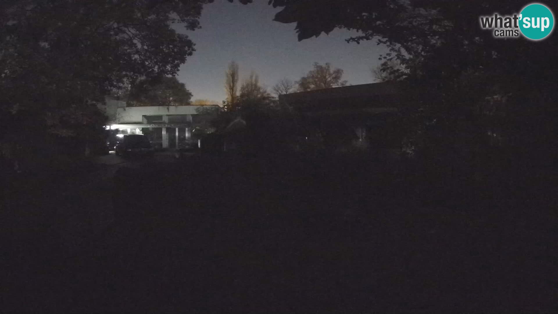 Zoo Zagreb – Suricata