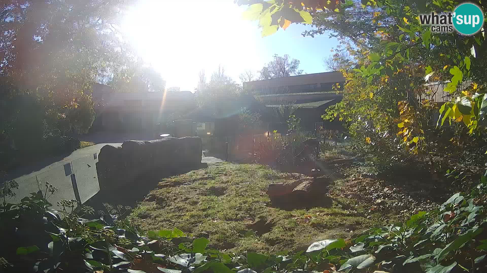 Zoo Zagreb – Erdmännchen