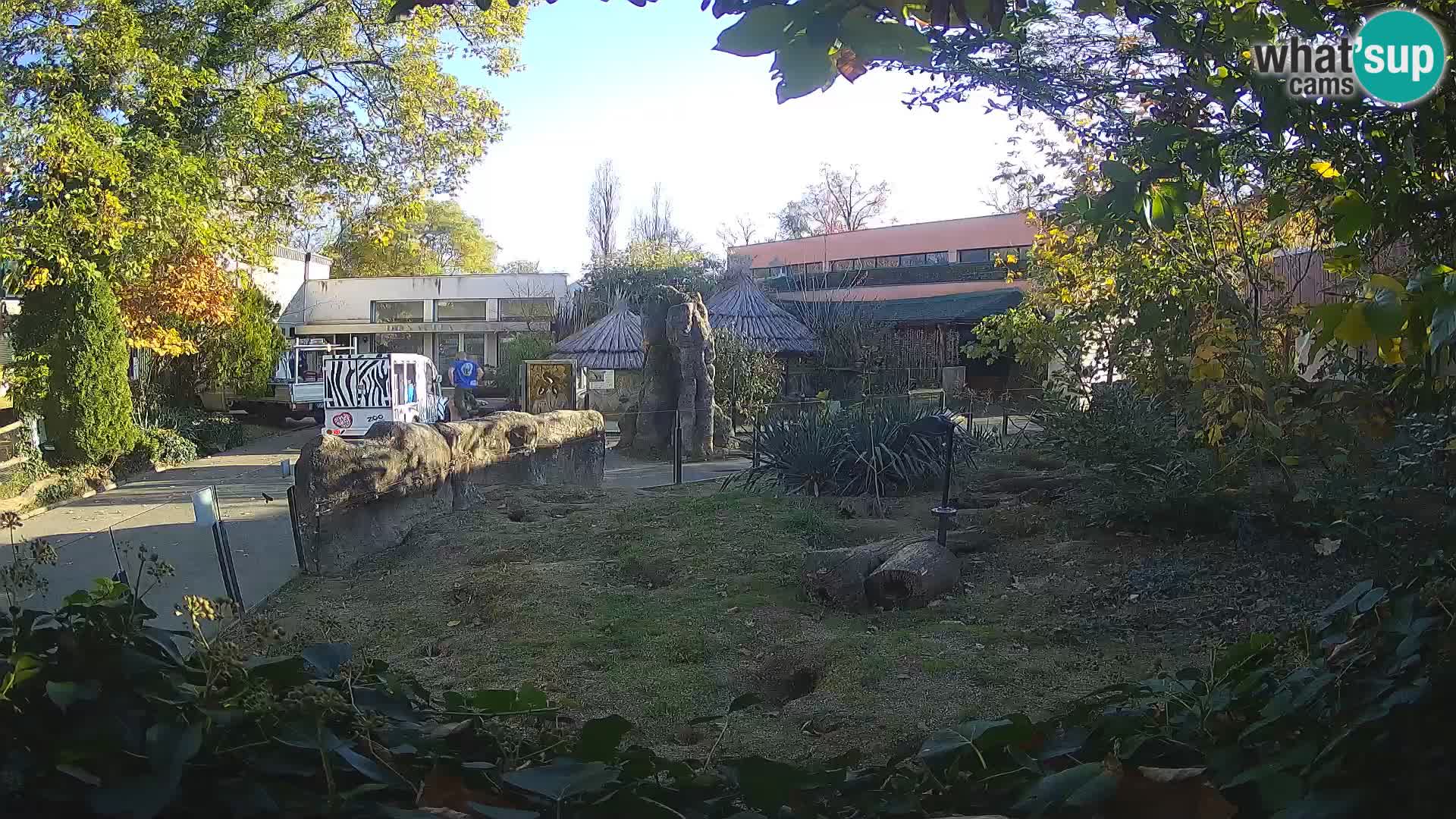 Zoo Zagreb – Suricate