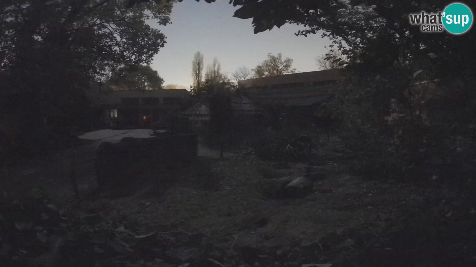 Zoo Zagreb – Suricate