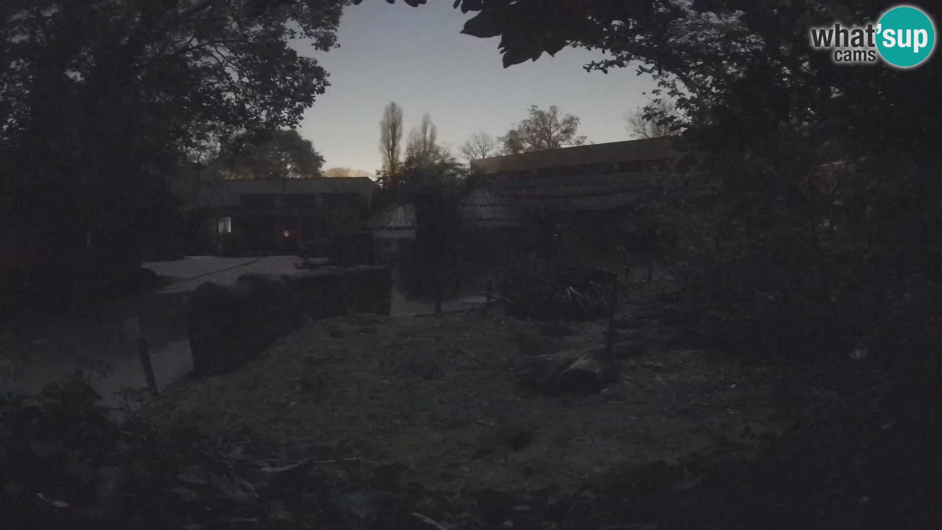 Zoo Zagreb – Suricata