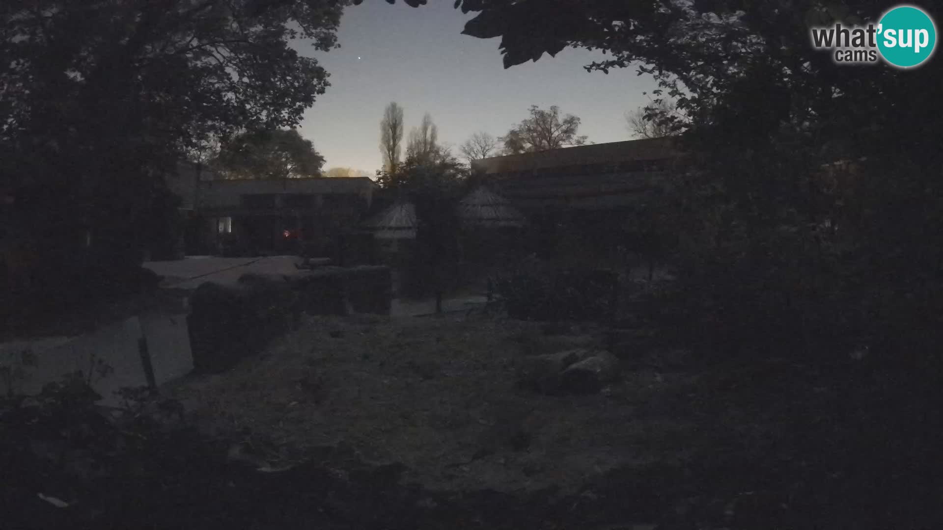 Zoo Zagreb – Suricata