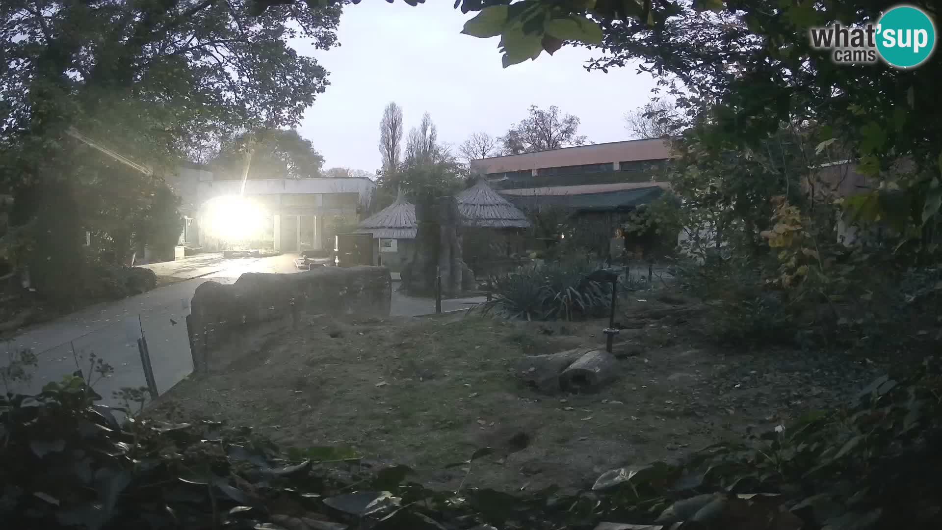 Zoo Zagreb – Surikate