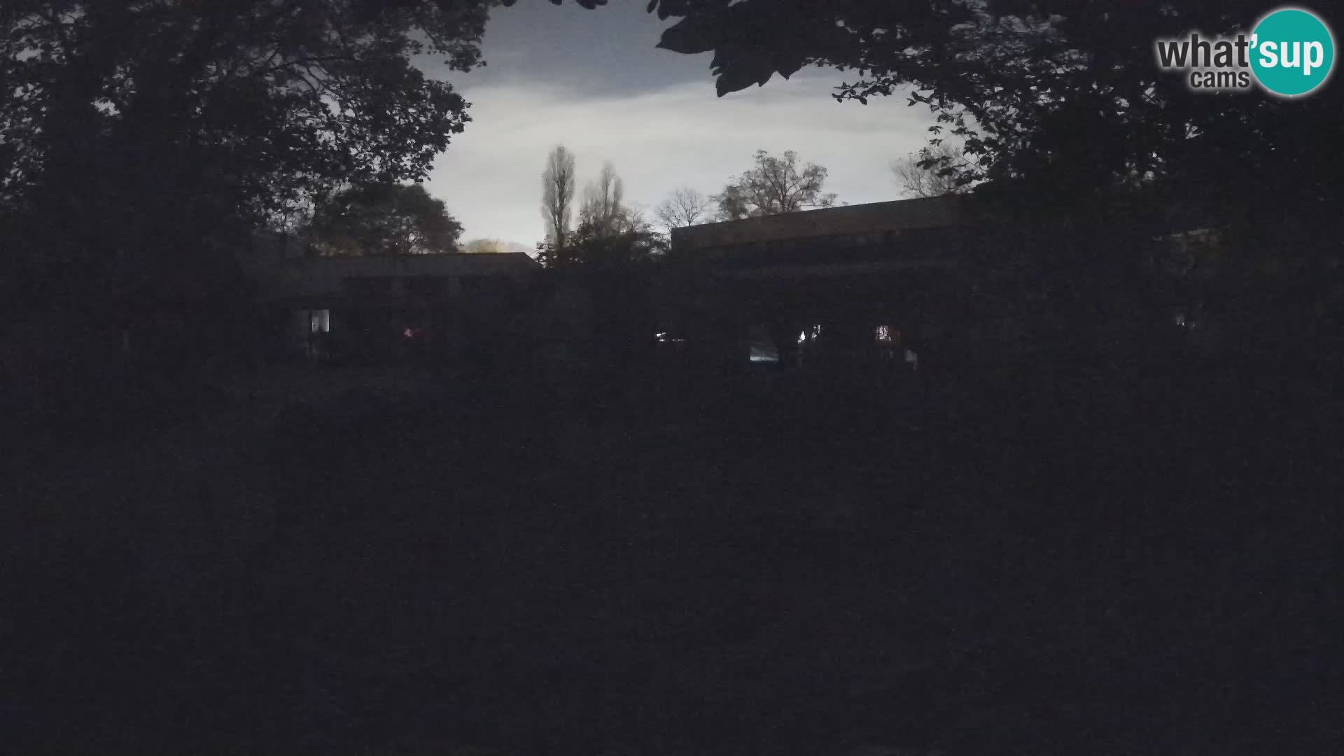 Zoo Zagreb – Suricate