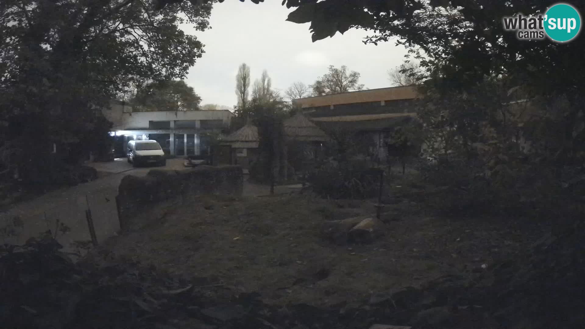 Zoo Zagreb – Suricata