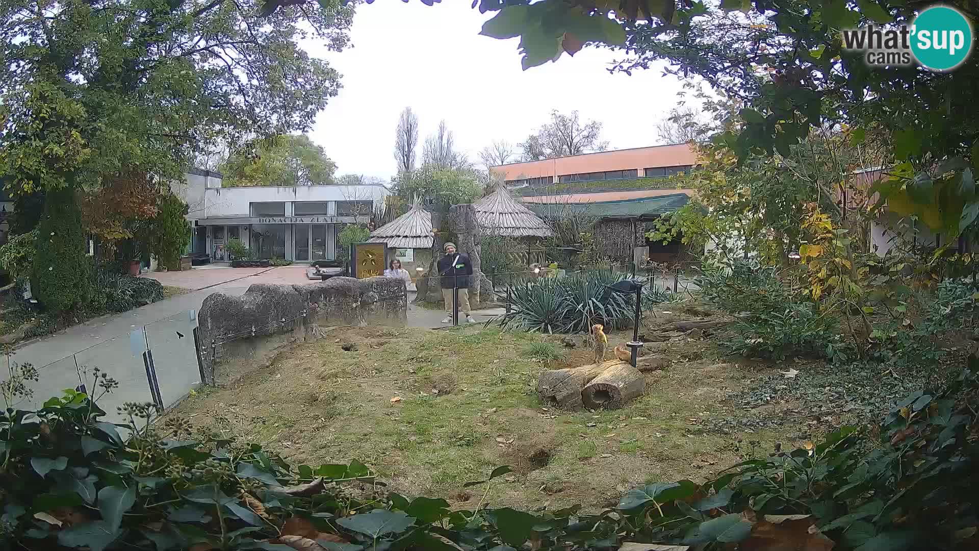 Zoo Zagreb – Erdmännchen