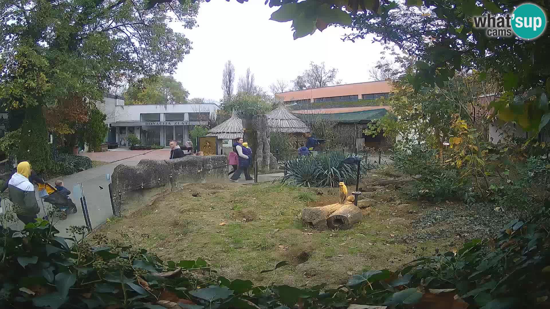 Zoo Zagreb – Suricate