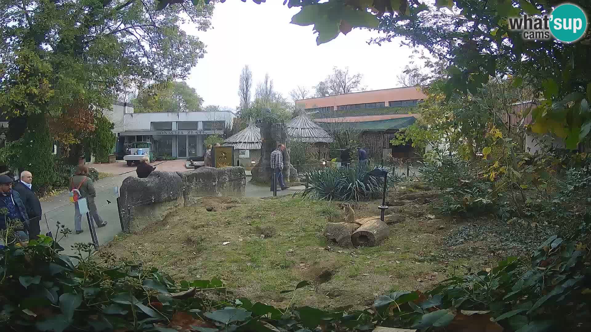 Zoo Zagreb – Suricata