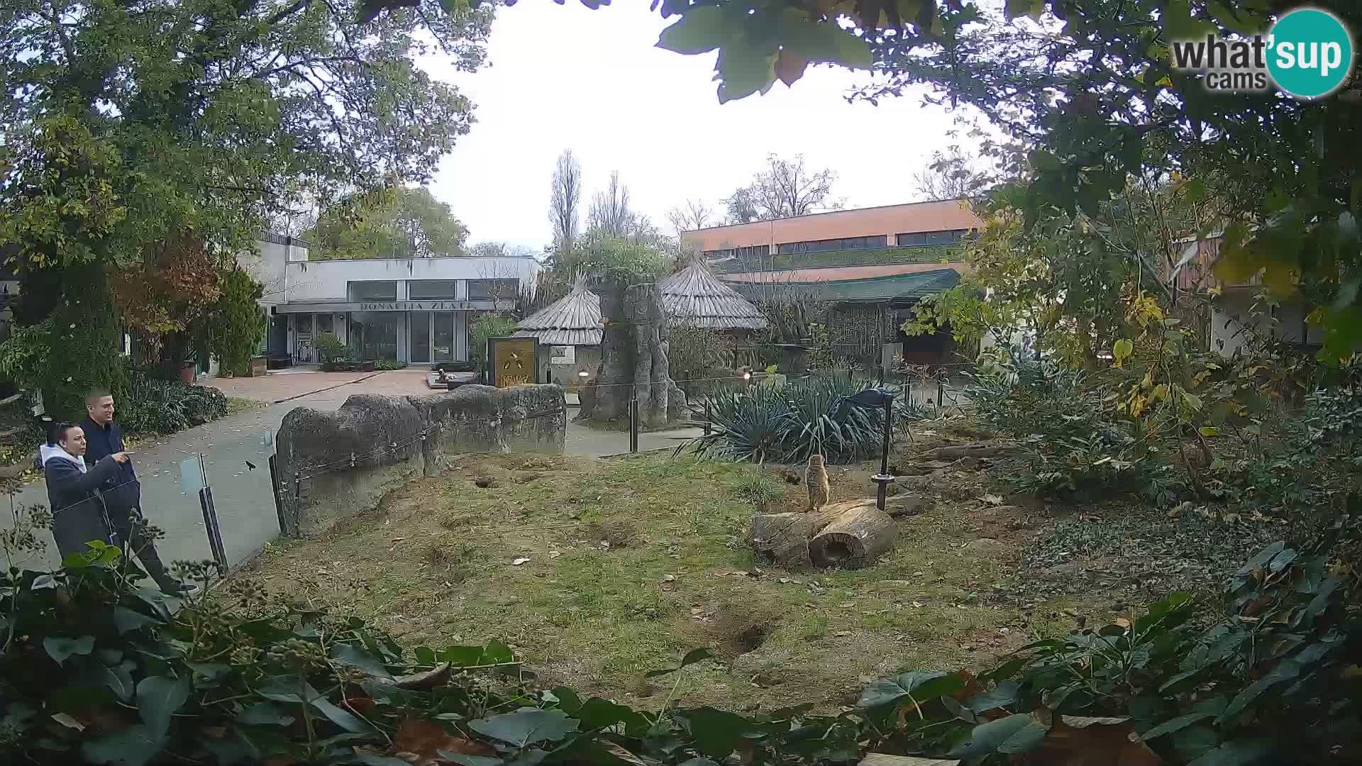 Zoo Zagreb – Erdmännchen