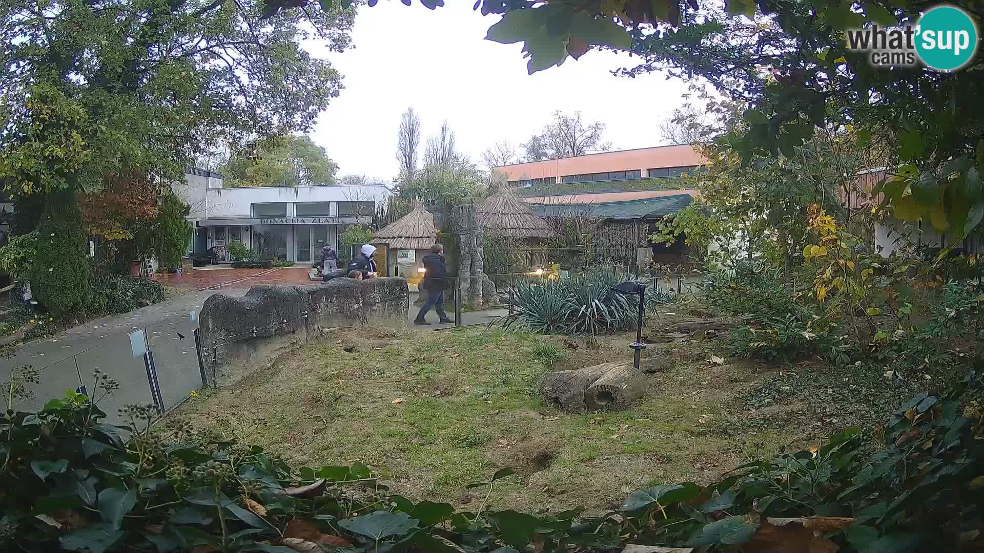 Zoo Zagreb – Merkat