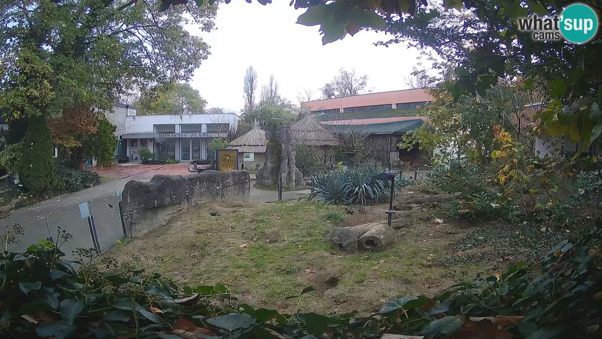 Zoo Zagreb – Suricate