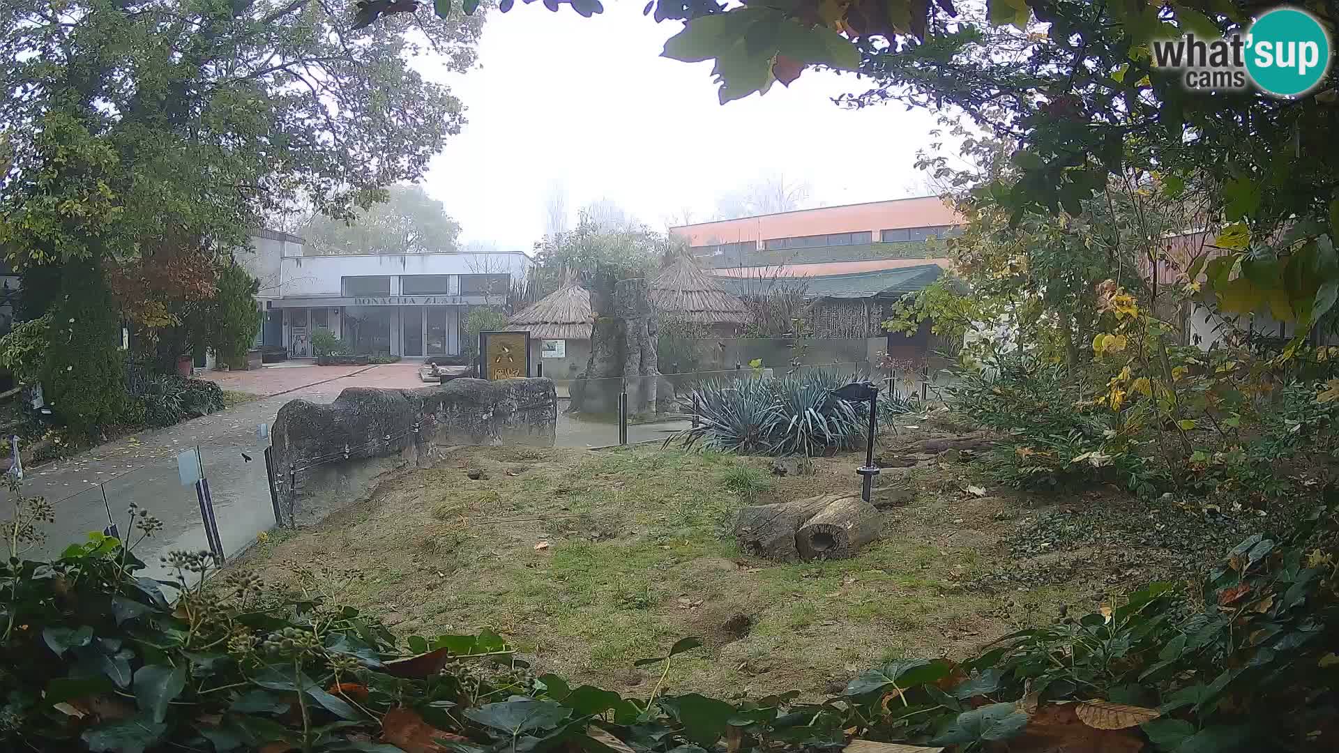 Zoo Zagreb – Suricata