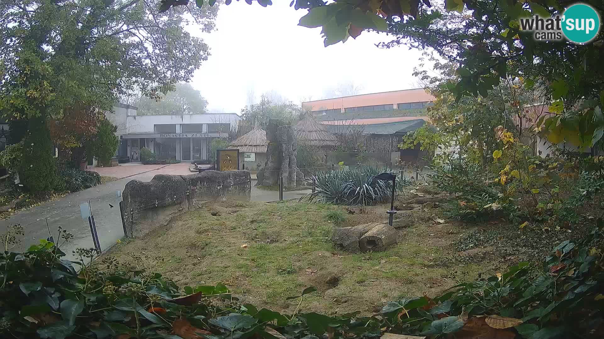 Zoo Zagreb – Merkat