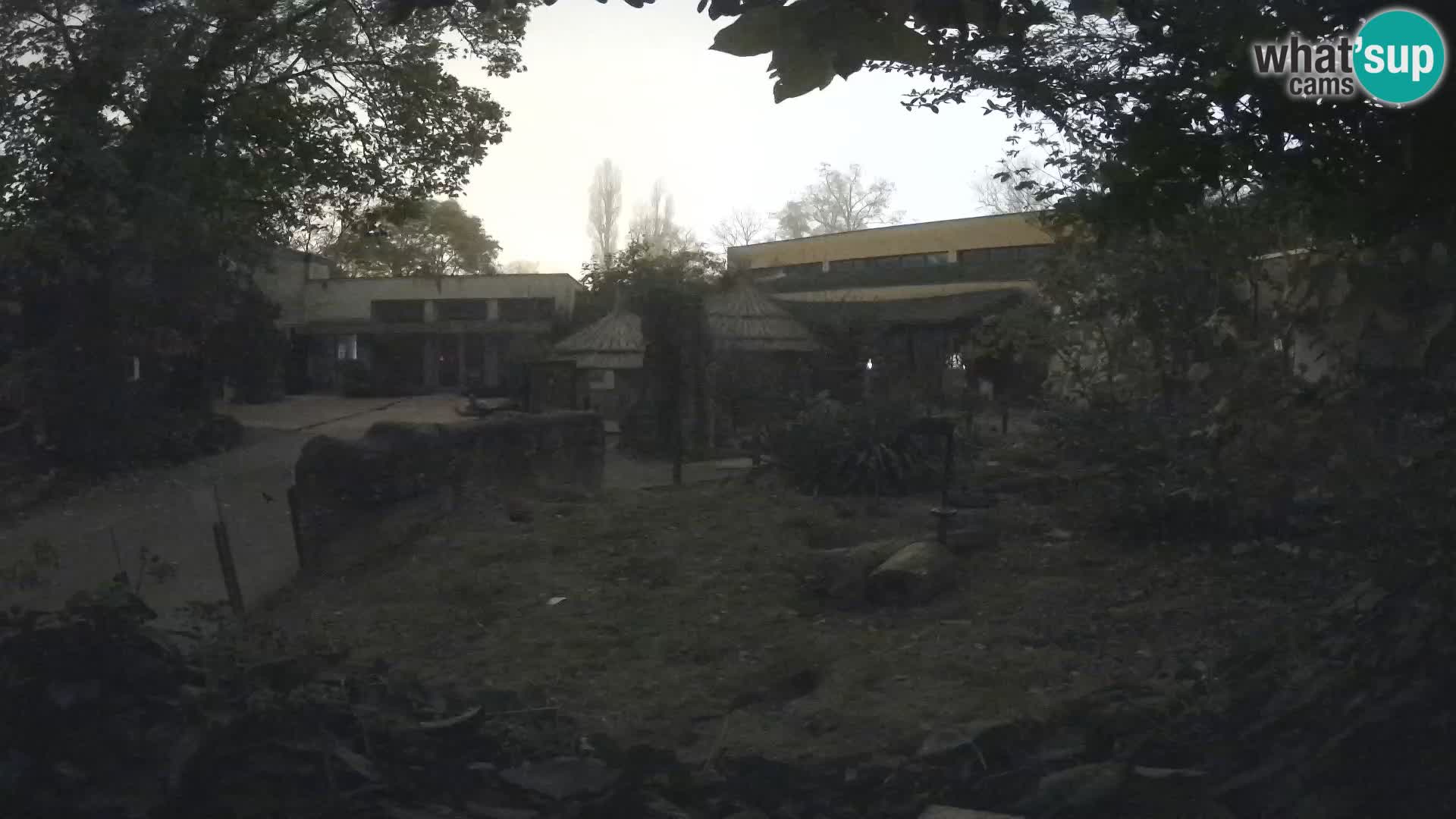 Zoo Zagreb – Merkat