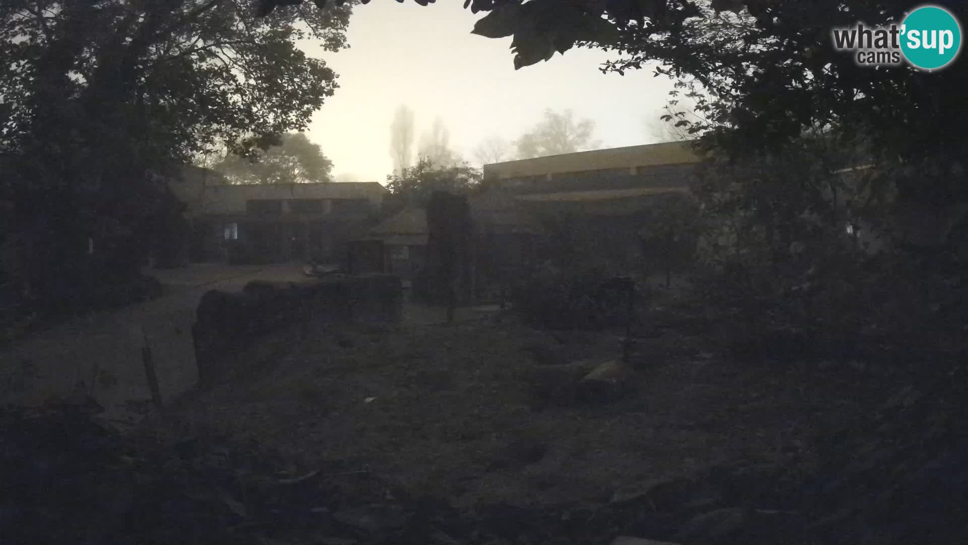 Zoo Zagreb – Merkat