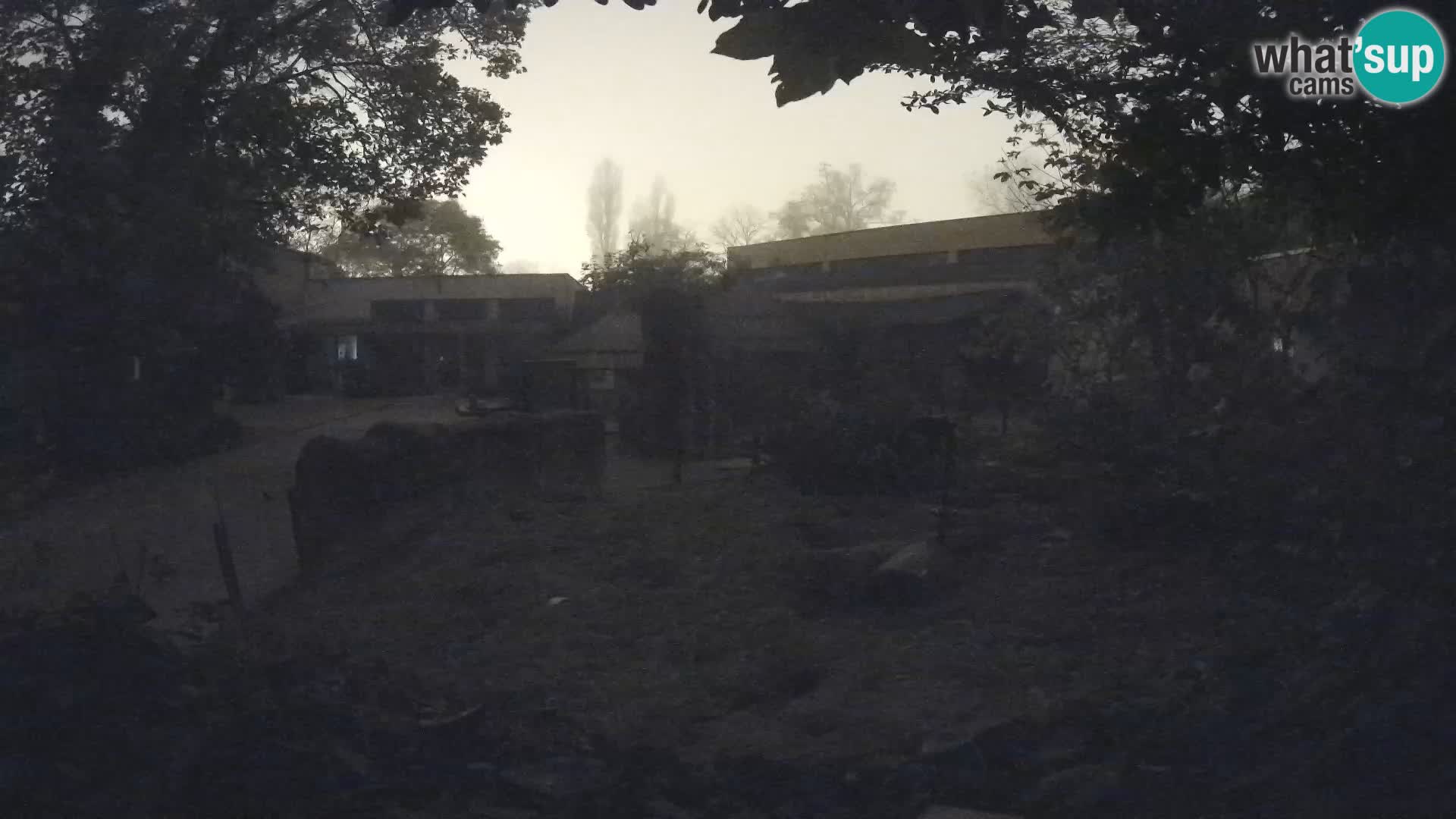 Zoo Zagreb – Merkat