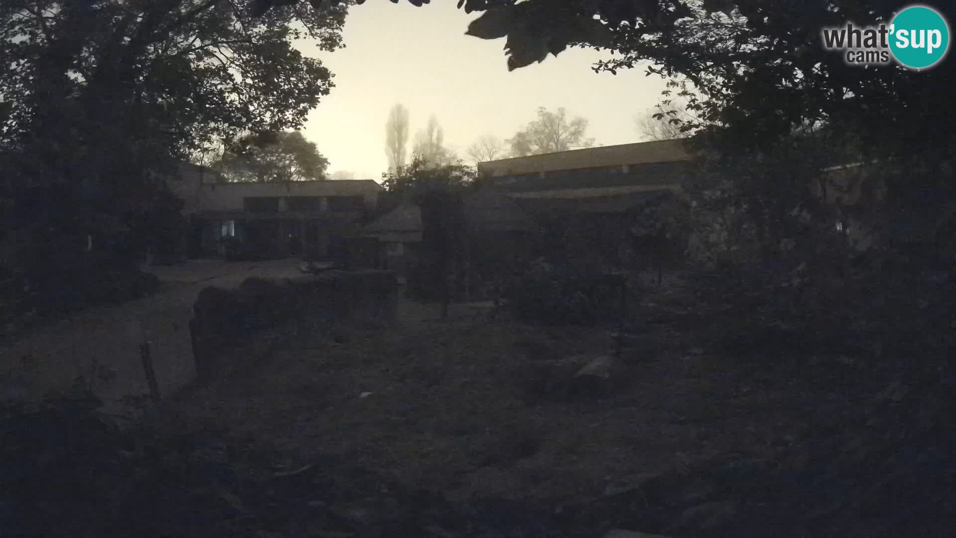 Zoo Zagreb – Suricata