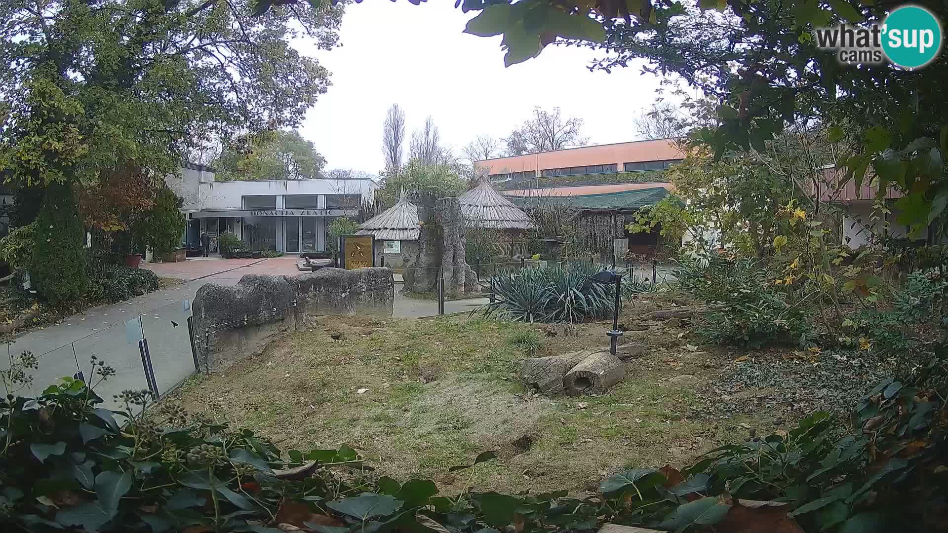 Zoo Zagreb – Merkat