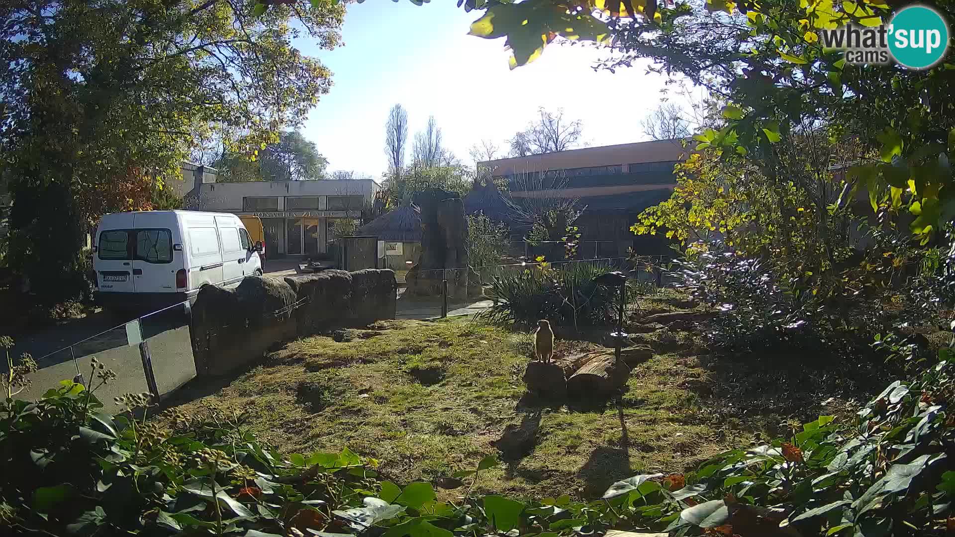 Zoo Zagreb – Suricata