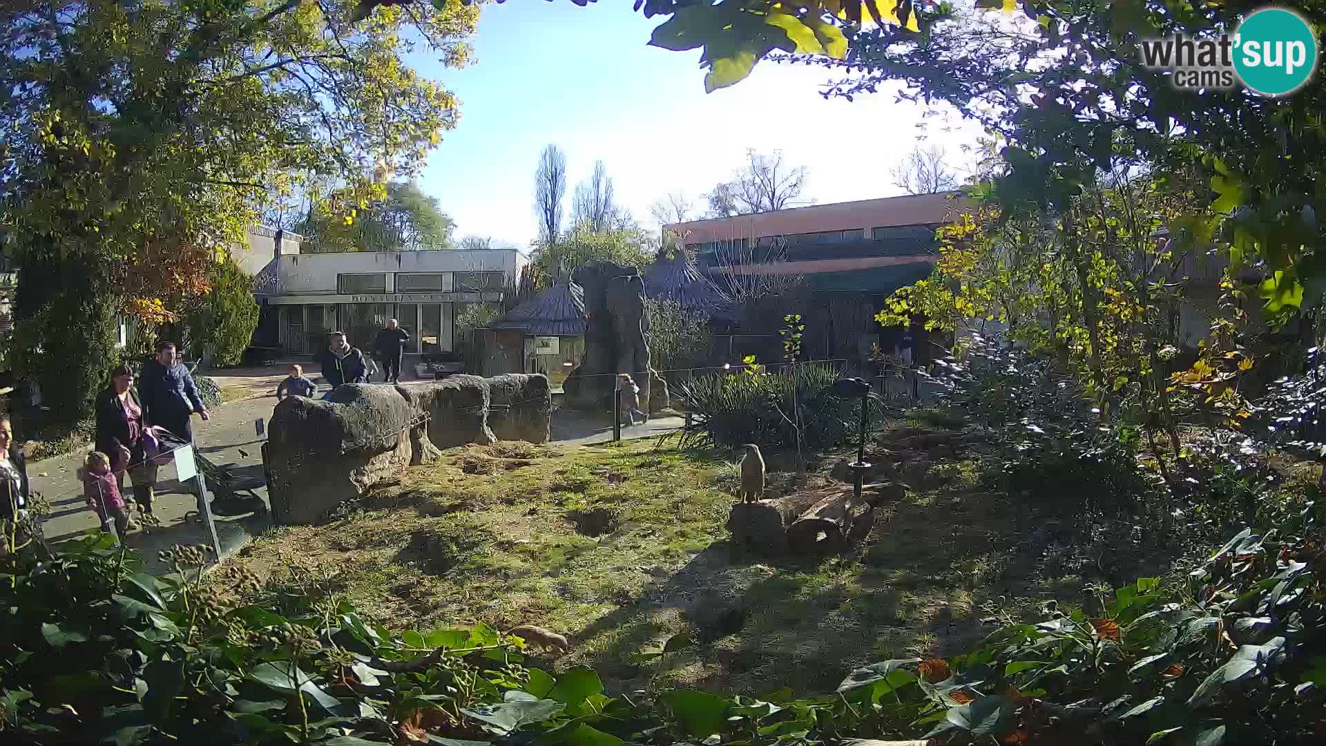 Zoo Zagreb – Merkat