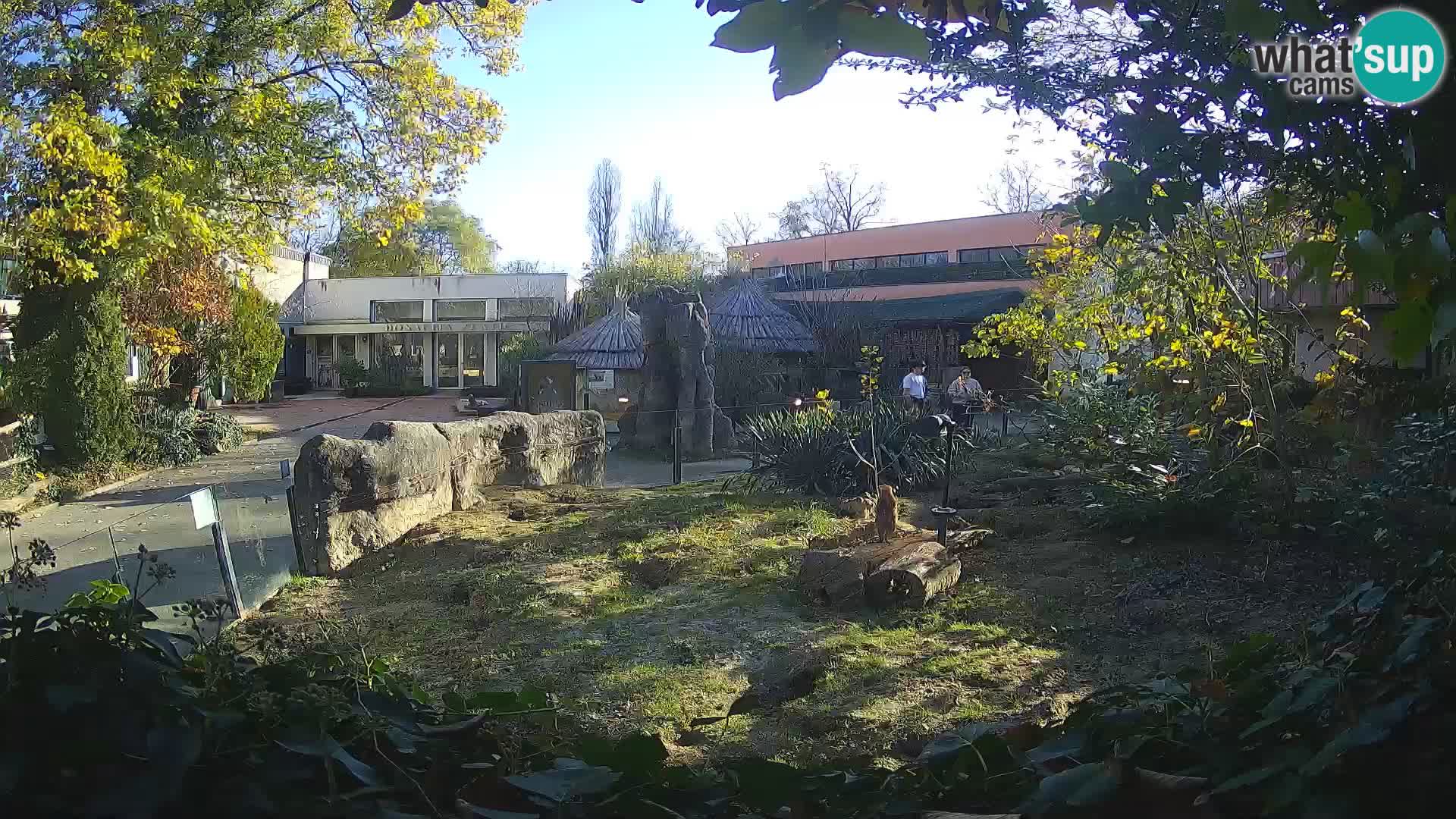 Zoo Zagreb – Merkat