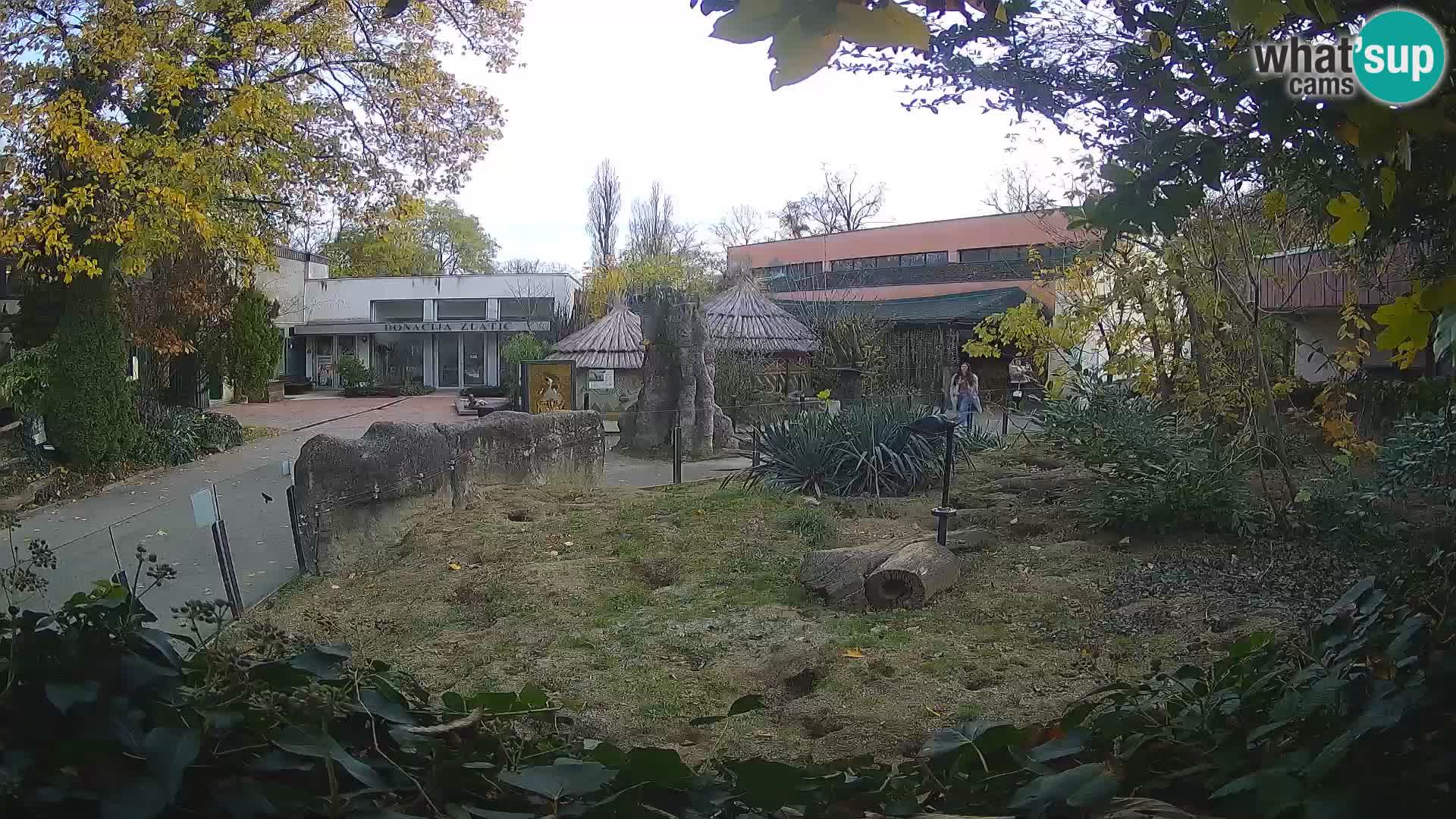 Zoo Zagreb – Suricate