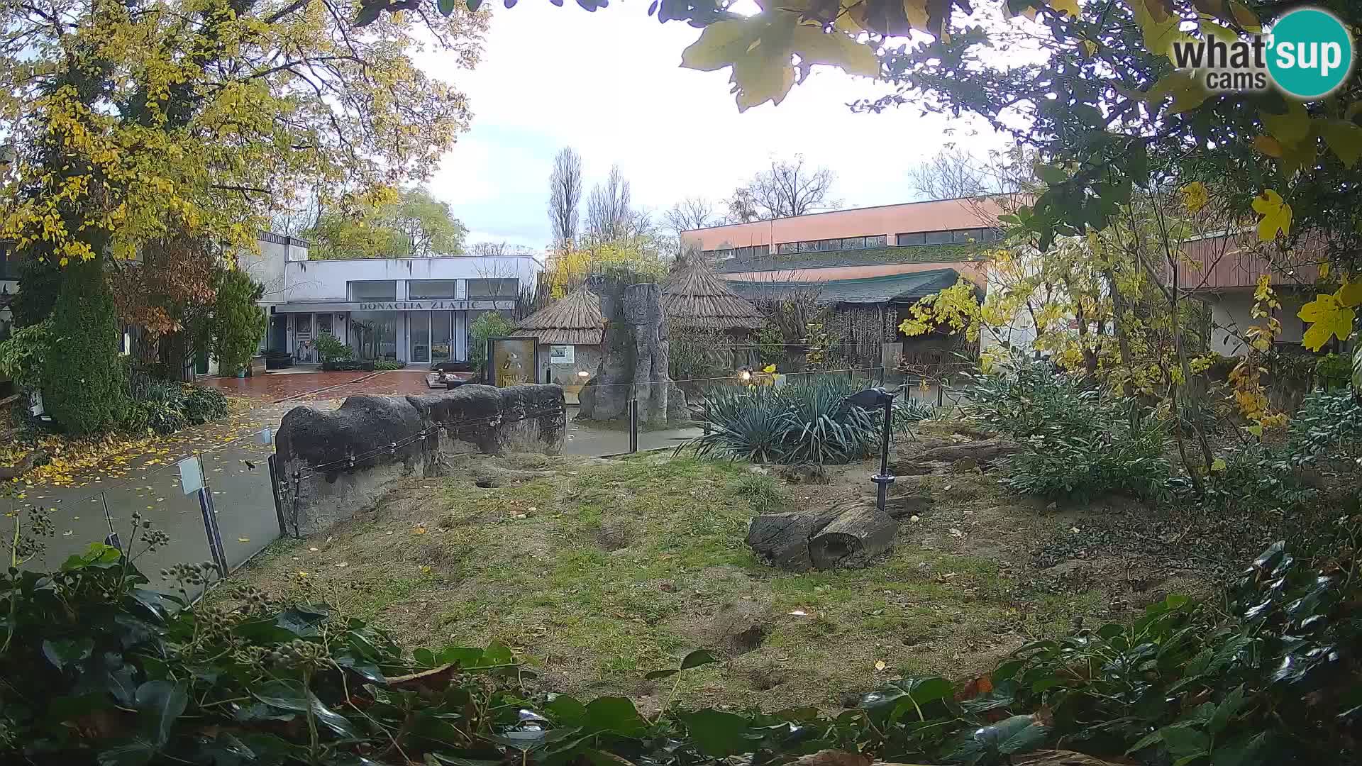 Zoo Zagreb – Merkat