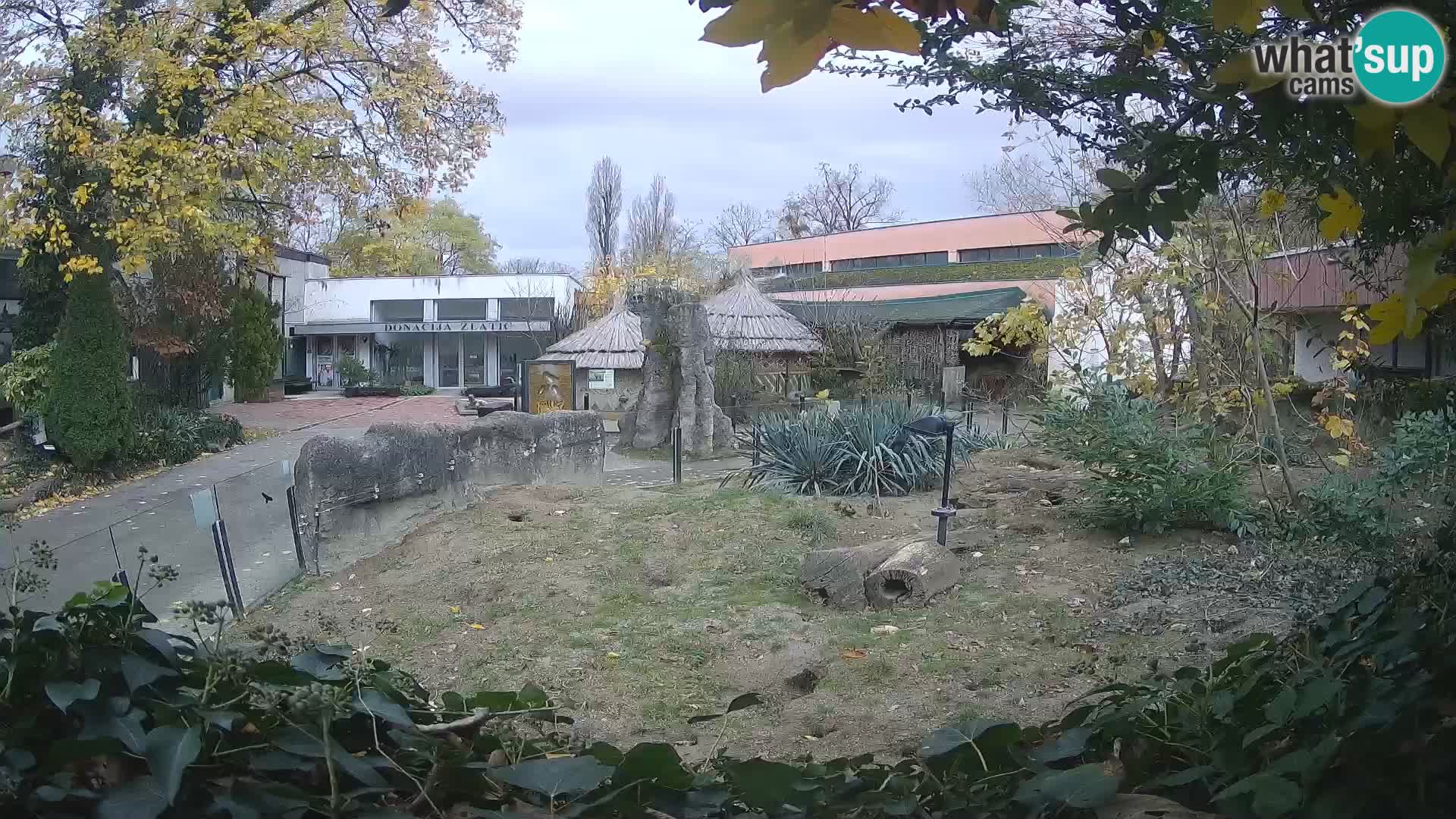 Zoo Zagreb – Suricata