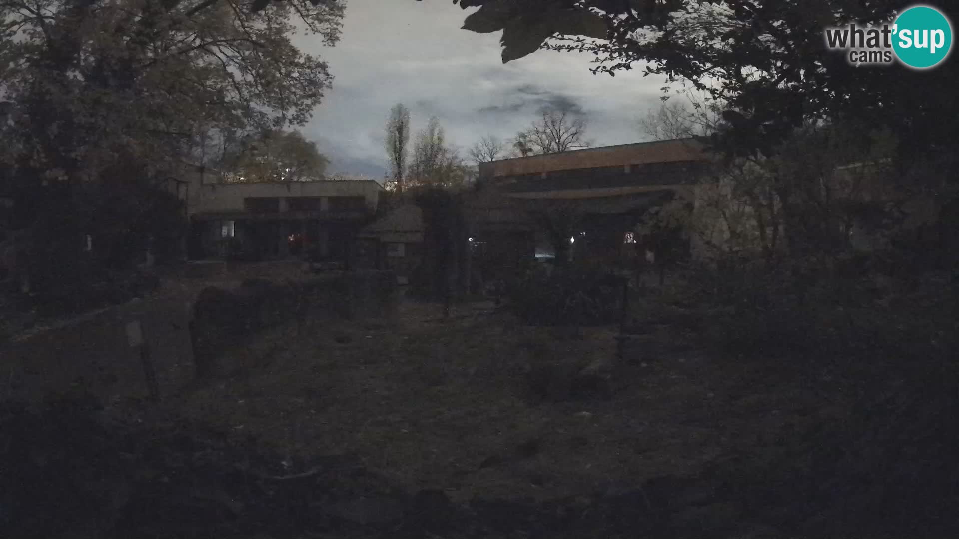 Zoo Zagreb – Suricata