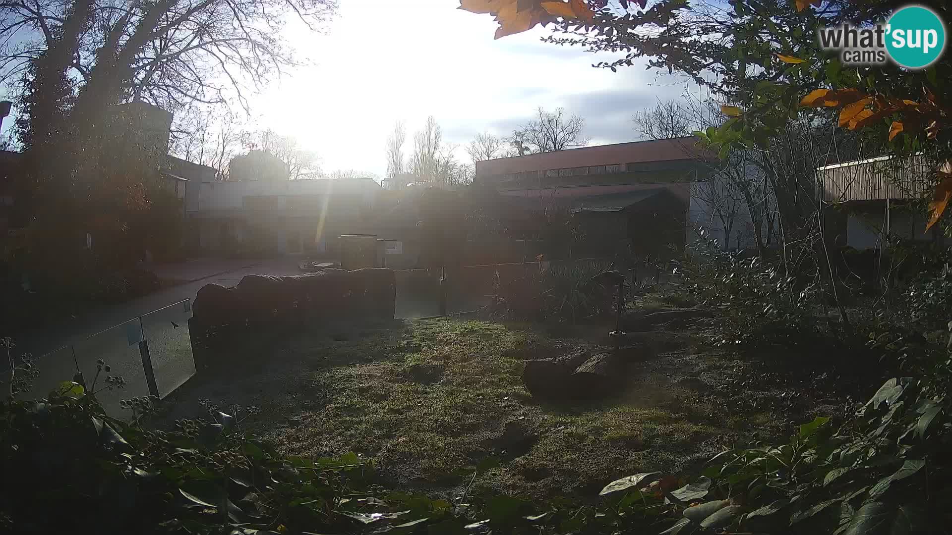 Zoo Zagreb – Merkat